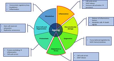 The Role of Ageing and Parenchymal Senescence on Macrophage Function and Fibrosis